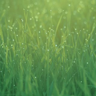 Natural grass green iPhone5s / iPhone5c / iPhone5 Wallpaper
