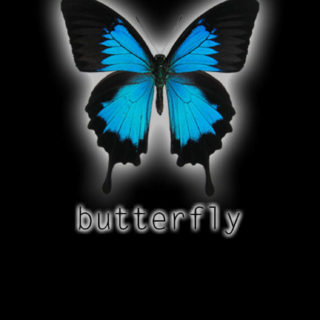 Animal butterfly iPhone5s / iPhone5c / iPhone5 Wallpaper