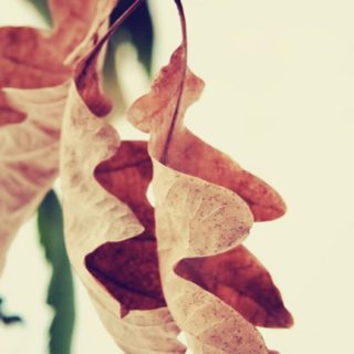 Natural dry leaves iPhone5s / iPhone5c / iPhone5 Wallpaper