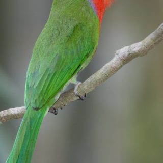 Animals Birds green iPhone5s / iPhone5c / iPhone5 Wallpaper