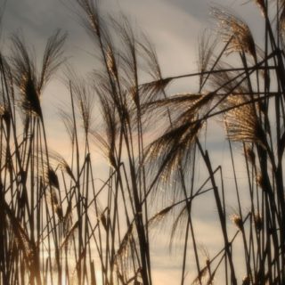 Landscape pampas grass iPhone5s / iPhone5c / iPhone5 Wallpaper