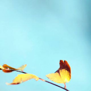Natural dry leaves iPhone5s / iPhone5c / iPhone5 Wallpaper