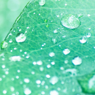 Natural chloroplast iPhone5s / iPhone5c / iPhone5 Wallpaper