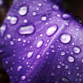 Natural flower purple iPhone5s / iPhone5c / iPhone5 Wallpaper