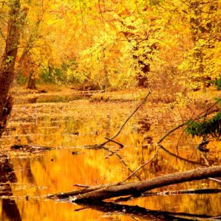 Natural yellow autumn leaves iPhone5s / iPhone5c / iPhone5 Wallpaper