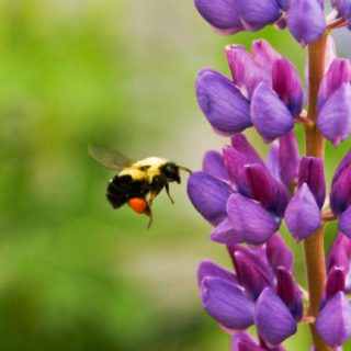 Natural animal bee flower purple iPhone5s / iPhone5c / iPhone5 Wallpaper