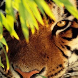 Animal tiger iPhone5s / iPhone5c / iPhone5 Wallpaper