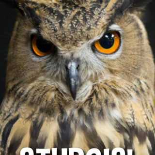 Animal owl iPhone5s / iPhone5c / iPhone5 Wallpaper