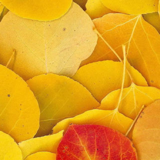 Natural yellow fallen leaves iPhone5s / iPhone5c / iPhone5 Wallpaper