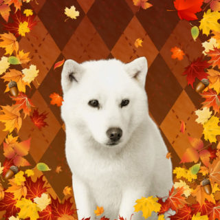 Animal dog iPhone5s / iPhone5c / iPhone5 Wallpaper