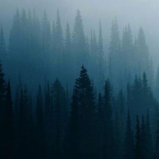 Natural forest iPhone5s / iPhone5c / iPhone5 Wallpaper