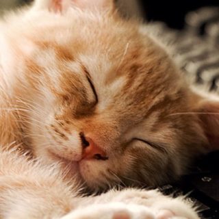 Cat nap iPhone5s / iPhone5c / iPhone5 Wallpaper