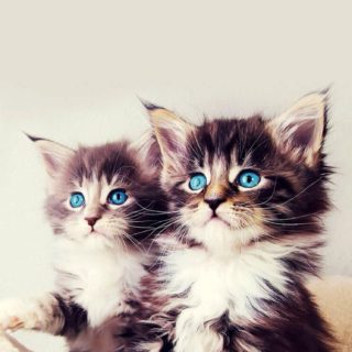 Cat kitten iPhone5s / iPhone5c / iPhone5 Wallpaper