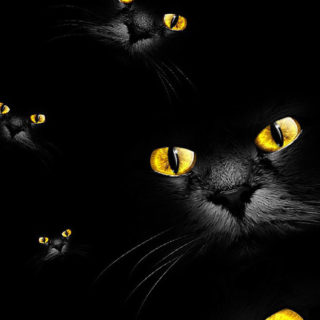 Black cat iPhone5s / iPhone5c / iPhone5 Wallpaper