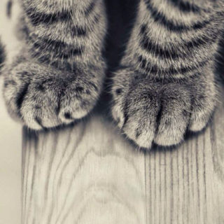 Cat forefoot iPhone5s / iPhone5c / iPhone5 Wallpaper