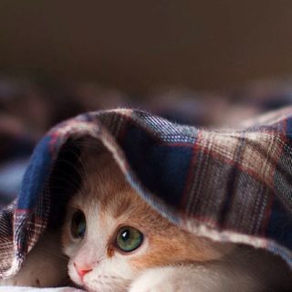Cat kitten cloth iPhone5s / iPhone5c / iPhone5 Wallpaper