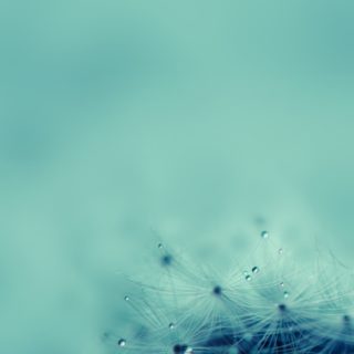 Natural dandelion green iPhone5s / iPhone5c / iPhone5 Wallpaper