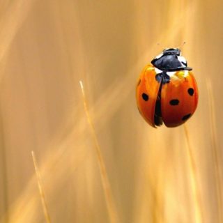 Animal ladybug iPhone5s / iPhone5c / iPhone5 Wallpaper