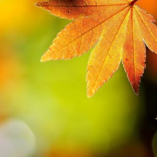 Natural foliage iPhone5s / iPhone5c / iPhone5 Wallpaper