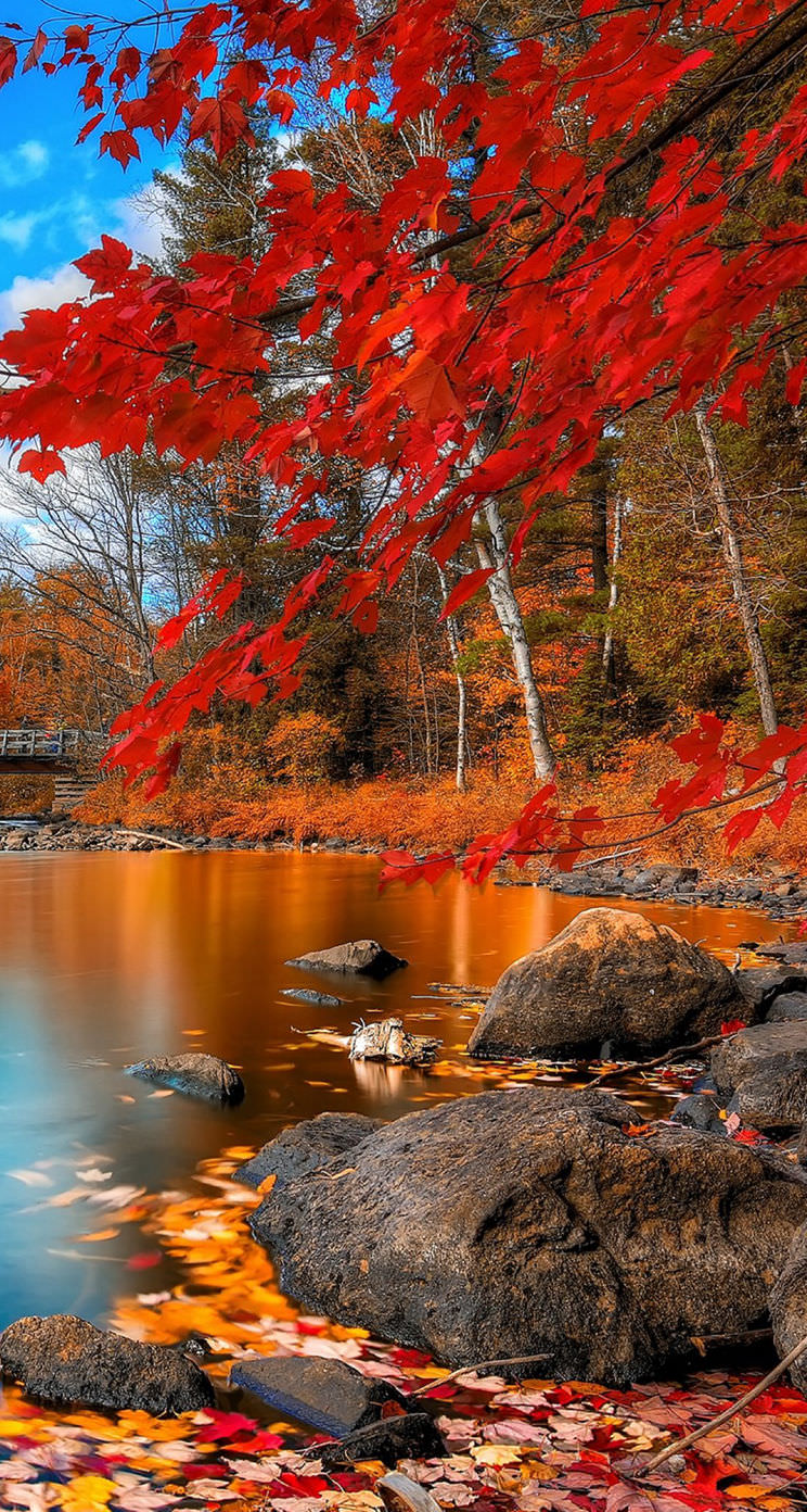 Landscape autumn leaves red | wallpaper.sc iPhone5s,SE