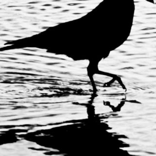 Animals Birds Black and White iPhone5s / iPhone5c / iPhone5 Wallpaper