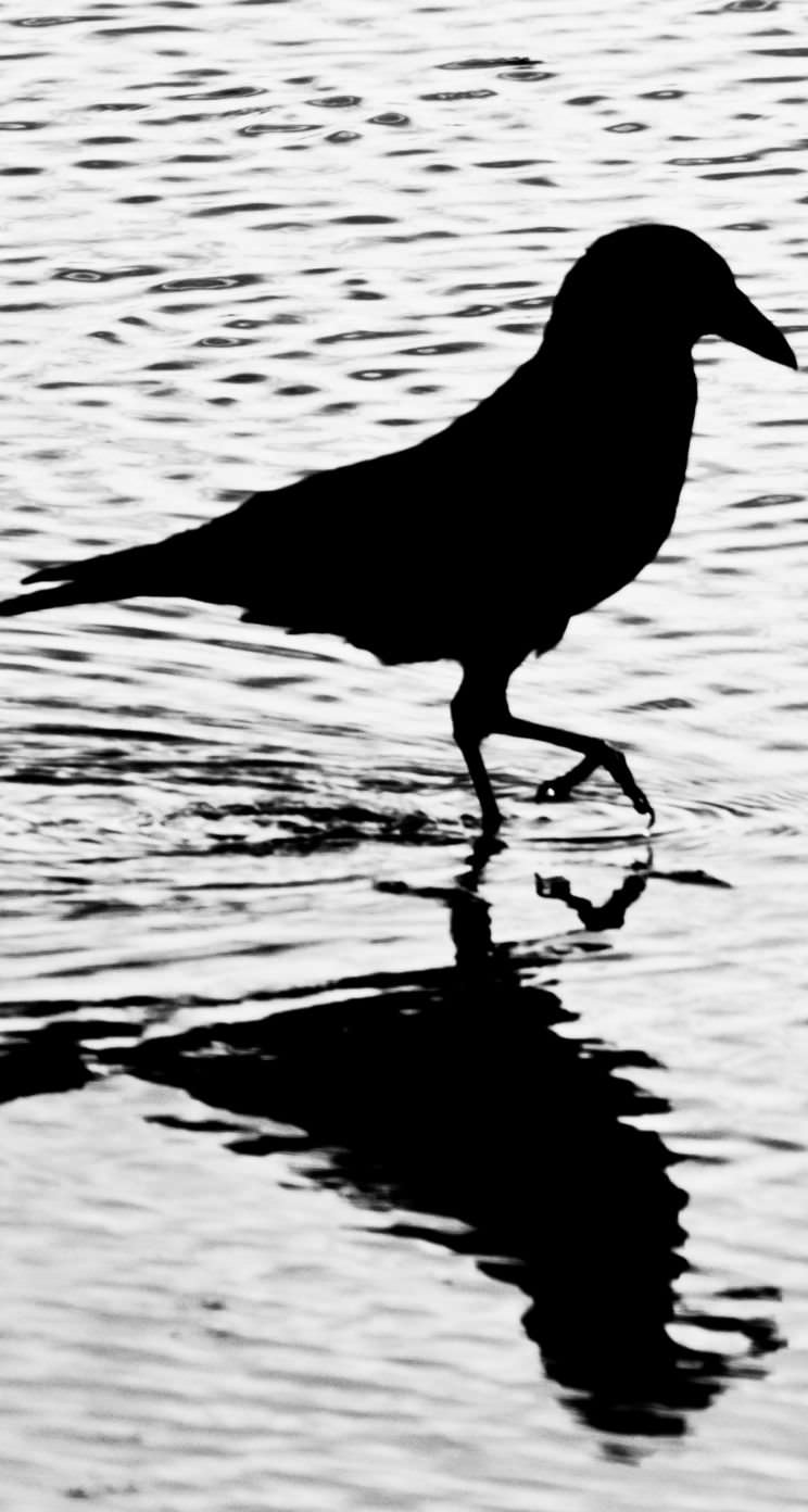 Animals Birds Black and White | wallpaper.sc iPhone5s,SE