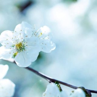Landscape  flower  white iPhone5s / iPhone5c / iPhone5 Wallpaper