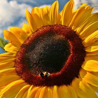 Sunflower sky flower iPhone5s / iPhone5c / iPhone5 Wallpaper