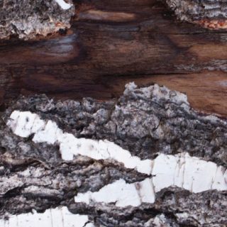 Wood white tea iPhone5s / iPhone5c / iPhone5 Wallpaper