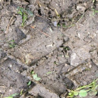 Ground grass soil iPhone5s / iPhone5c / iPhone5 Wallpaper