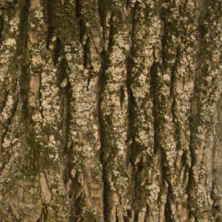 Green tea tree iPhone5s / iPhone5c / iPhone5 Wallpaper