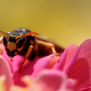 Bee insect blur flower iPhone5s / iPhone5c / iPhone5 Wallpaper