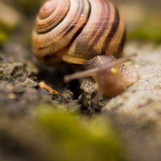 Creature snail blur iPhone5s / iPhone5c / iPhone5 Wallpaper