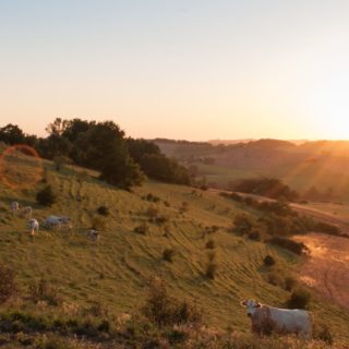 Natural pastures green dusk iPhone5s / iPhone5c / iPhone5 Wallpaper