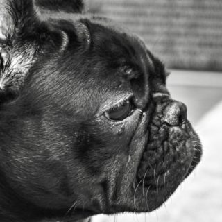 Dog black and white iPhone5s / iPhone5c / iPhone5 Wallpaper