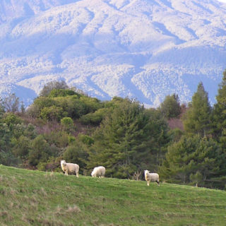 Landscape mountain animal goat iPhone5s / iPhone5c / iPhone5 Wallpaper