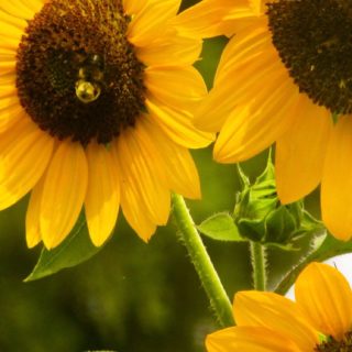 Flower sunflower yellow iPhone5s / iPhone5c / iPhone5 Wallpaper