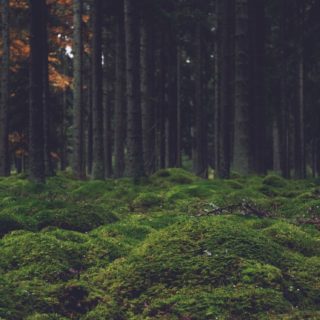 Landscape forest moss iPhone5s / iPhone5c / iPhone5 Wallpaper