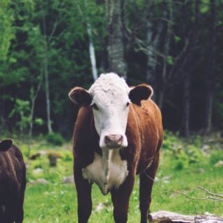 Landscape forest animal cattle iPhone5s / iPhone5c / iPhone5 Wallpaper