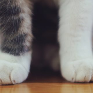 Animal cat hand iPhone5s / iPhone5c / iPhone5 Wallpaper