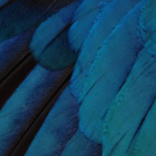 Pattern feathers blue green cool iOS9 iPhone5s / iPhone5c / iPhone5 Wallpaper