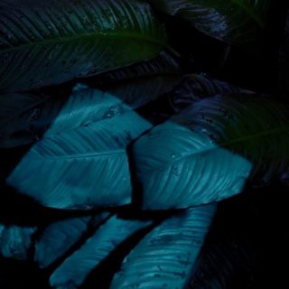 Leaf black cool iOS9 iPhone5s / iPhone5c / iPhone5 Wallpaper