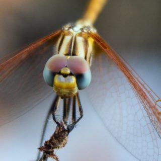 Landscape animal dragonfly iPhone5s / iPhone5c / iPhone5 Wallpaper