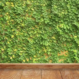 Green wall ivy floorboards iPhone5s / iPhone5c / iPhone5 Wallpaper
