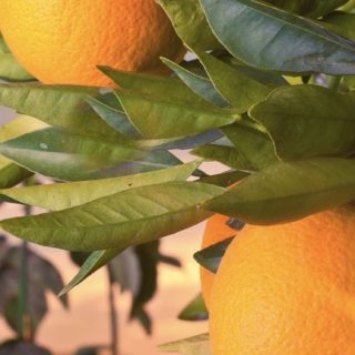 Fruit green landscape orange hood iPhone5s / iPhone5c / iPhone5 Wallpaper