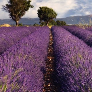 Lavender flower landscape iPhone5s / iPhone5c / iPhone5 Wallpaper