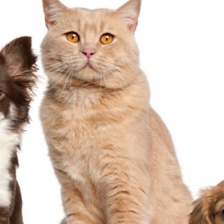 Cat dog animal women-friendly iPhone5s / iPhone5c / iPhone5 Wallpaper
