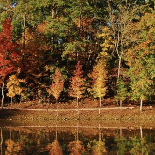 Landscape autumn leaves tree nature iPhone5s / iPhone5c / iPhone5 Wallpaper