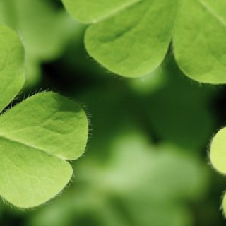 Clover plant green iPhone5s / iPhone5c / iPhone5 Wallpaper