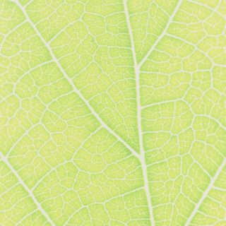 Pattern vein Yellow green iPhone5s / iPhone5c / iPhone5 Wallpaper